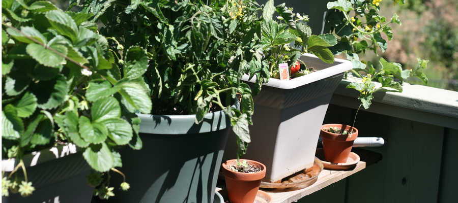 Deck salad garden