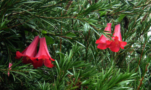 pergola-plants-vines-chilean-bell-flower